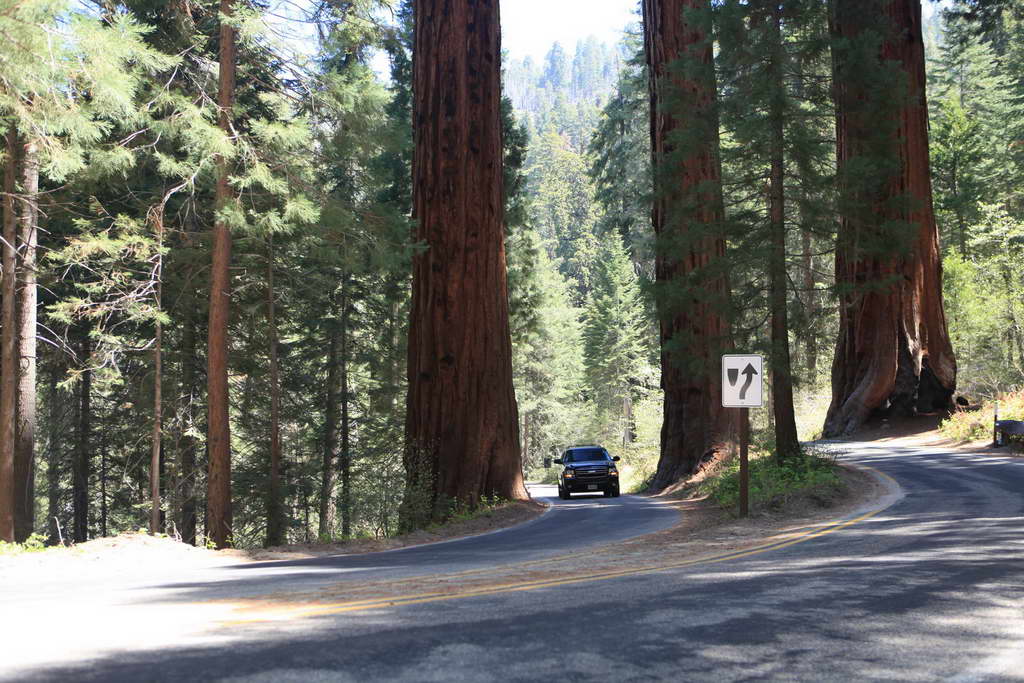 Sequoia NP